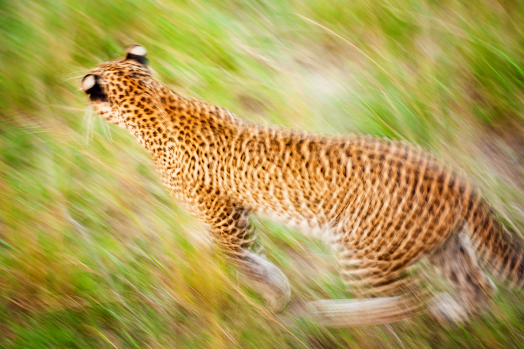 to_africa_(5_of_12)